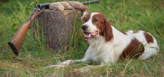 upland-hunting-dog-Photo-by-Los-Gauchos-e1385516702577