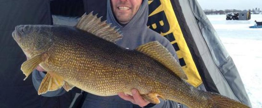 walleye1