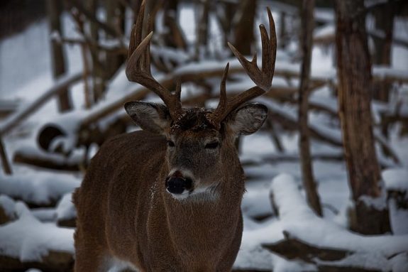 whitetail-buck