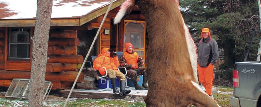 How long should you allow a deer to hang for the most tender venison.