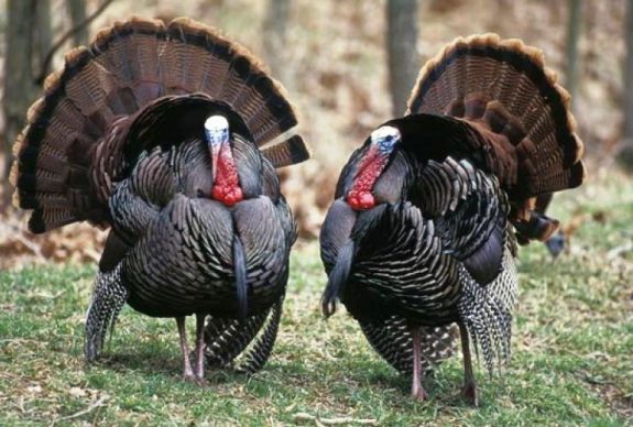 wild_turkeys