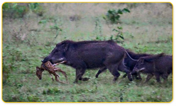 wildhogs959734f1-6f11-40bf-817a-d3a062c68173