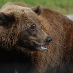 Alaska Bear one 090 – Copy