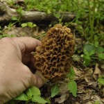 Morel Mushrooms 1 011