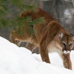 mountainLion