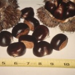 Chestnuts