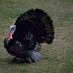 Eastern_Wild_Turkey USFWS, Photo by Gary M. Stolz