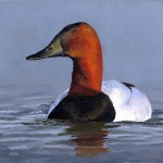 Federal Junior Duck Stamp Art by Madison Grimm Courtesy of USFWS