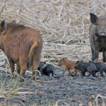 Feral pigs Photo by Thomas Cornelissen