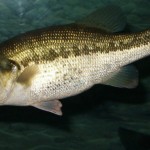 Largemouth_bass Photo by USFWS