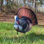 Montana Decoy Papa Strut Photo by Midway USA