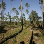 Pine_forest Photo by Steve Hillebrand Courtesy of USFWS