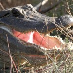 Ready_to_Strike_Alligator Photo by Robert Burton Courtesy of USFWS