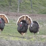 Turkeys Photo by Chuck Castles