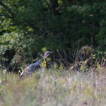 Wild_Turkey, USFWS, Photo by Greg Thompson