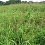 Food plot Photo by Natural Resources at MS State University