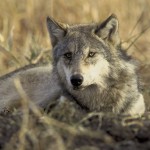 Gray_Wolf Photo by John and Karen Hollingsworth Courtesy of USFWS