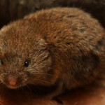 Pine_Vole Photo by Outdoor Alabama