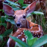 Young deer Photo by Maine Department of Inland Fisheries and Wildlife