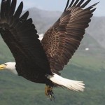 bald_eagle_with_fish Photo by Alaska DFG