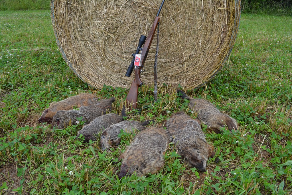 Sizzling Rimfire Varmint Rounds — The Hunting page