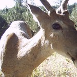 Deer on trail cam Photo by Moosicorn Licensed by Creative Commons