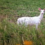 IDNR-albino-deer Photo by Iowa DNR