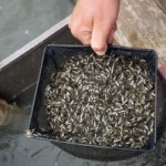 Largemouth bass stocking Photo by Oklahoma Department of Wildlife Conservation