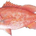 redsnapper