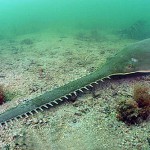 sawfish1 Photo by Florida Museum of Natural History