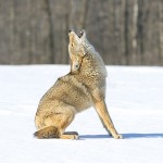 Coyote1 Photo by Nevada Department of Wildlife