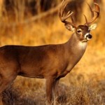 V2 deerhunting_home_img-Photo-by-Wyoming-Game-and-Fish-e1380748546446