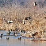 ducks Photo by Ohio Department of Natural Resources