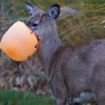 outdoorhub-video-mischievous-deer-gets-mouth-stuck-in-pumpkin-2014-11-10_21-09-14-786×600[1]