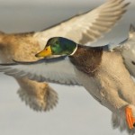 ftd-duckpropbb-620×330