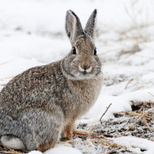 The Perfect 3-Step Rabbit-Hunting Plan — The Hunting page