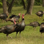 ftd-turkeystesps-620×330