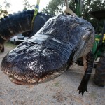 Monster alligator in Thomaston, Ala.