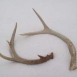 shed antlersis