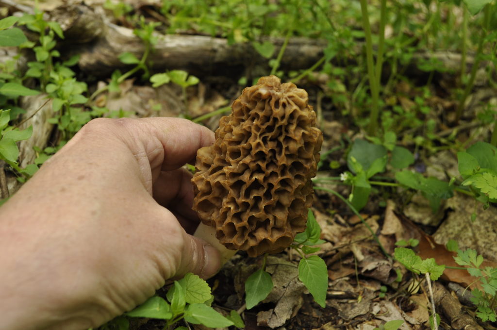 How to Hunt for Morel Mushrooms — The Hunting page