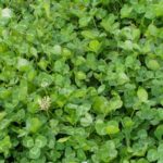 lush clover food plot for deer