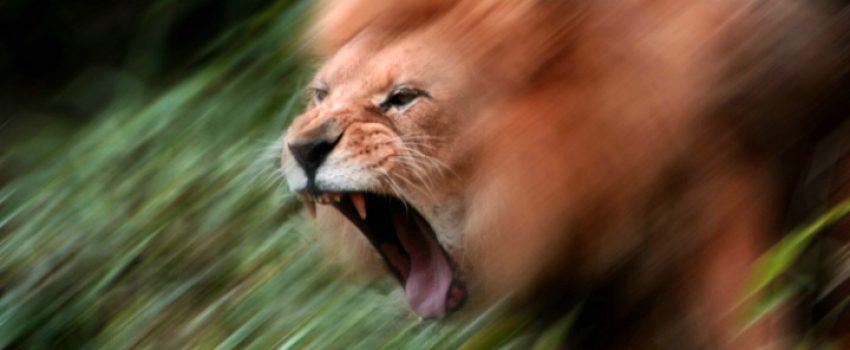 0512131253511lion_attack_blured_4-0_111