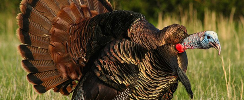 1-Eastern-Wild-Turkey-Photo-by-NWTF-