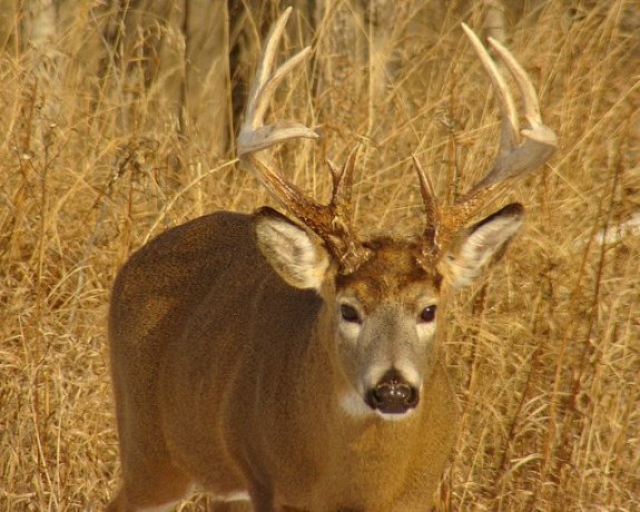 1001394_604995162855793_754319426_n