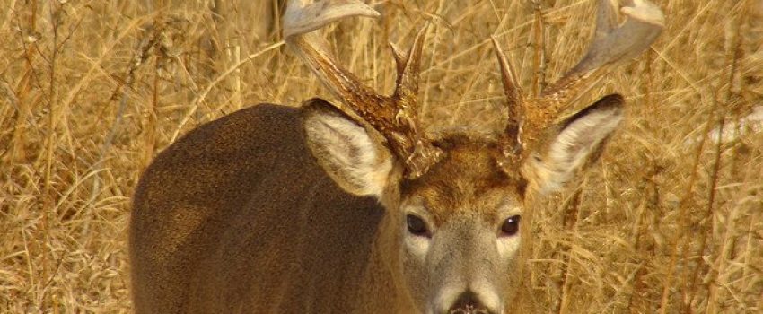 1001394_604995162855793_754319426_n