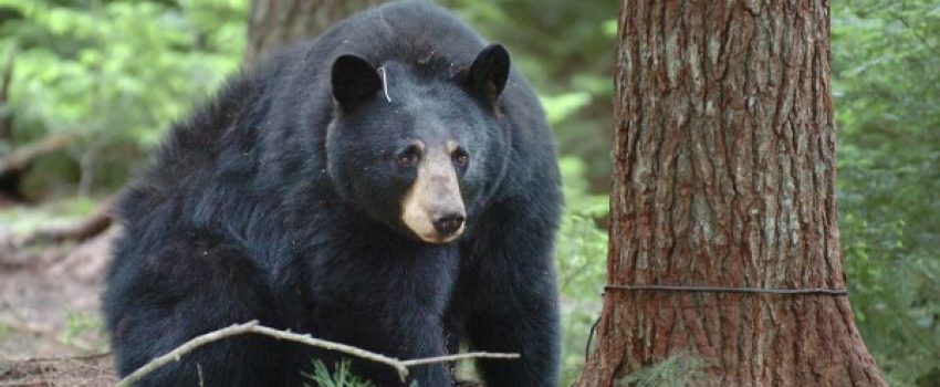 10036601_H5471822-600x405