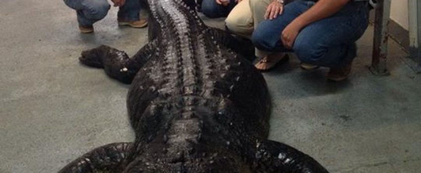 The Stokes family poses with their world record alligator that will soon go on public display.