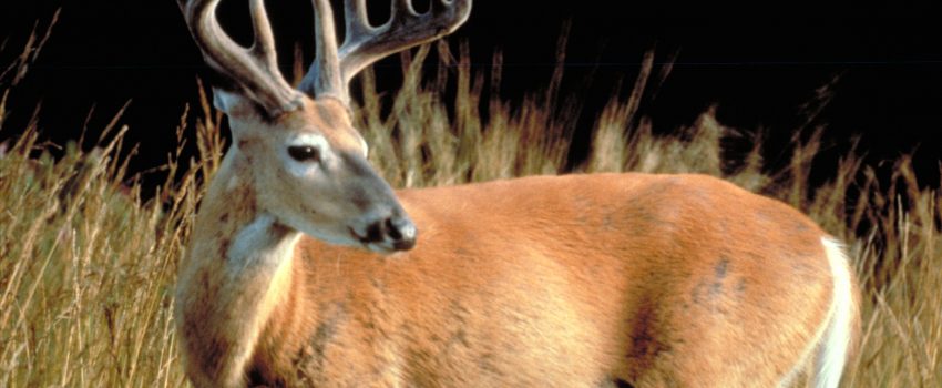 105whitetaildeerepausepa