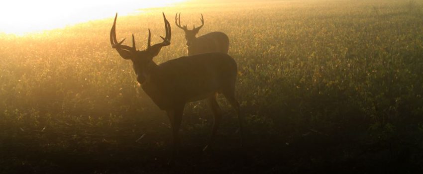 10696390_10150483985014980_7838851695520692783_n