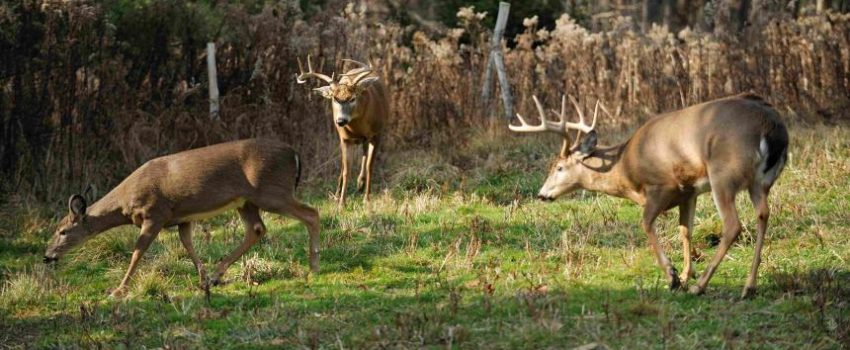 13alsheimer00033328dsc6399